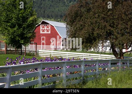 USA, Oregon, Joseph. Fienile rosso con recinzione bianca e iridi viola che crescono nel giardino. Foto Stock