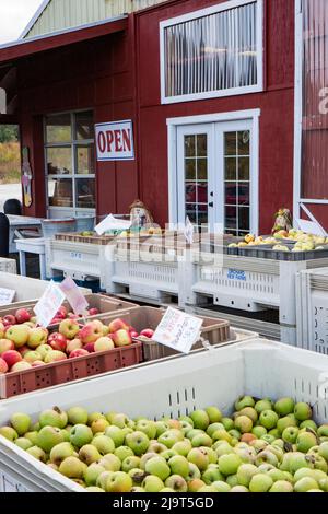 Hood River, Oregon, Stati Uniti. Bidoni di mele in vendita in un mercato di produzione con le mele Newtown Pippin in primo piano bin e Jonathon alle sue spalle. ( Foto Stock
