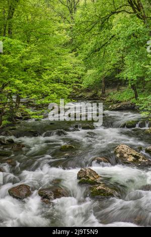 Vista primaverile della foresta lungo il fiume Little Pigeon, il Great Smoky Mountains National Park, Tennessee Foto Stock