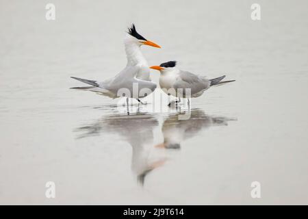 Royal terns in mostra di corteggiamento, South Padre Island, Texas Foto Stock