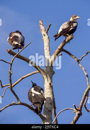 Tre magpie australiane molto giovani, cracticus tibicen, arroccato in albero morto, riposandosi e guardando insieme, godendo il sole estivo e il cielo blu. Foto Stock