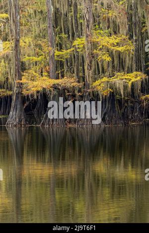 Albero di cipresso calvo drappeggiato in muschio spagnolo con colori autunnali. Caddo Lake state Park, incerto, Texas Foto Stock