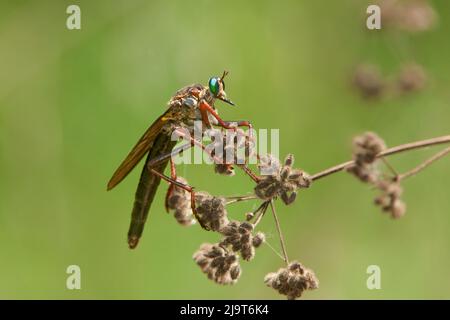 USA, Texas, Austin. Rapina volare su pianta. Foto Stock