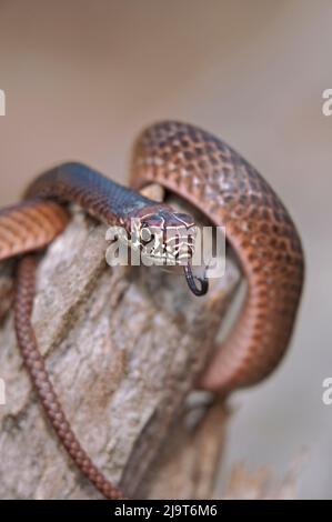 USA, Texas, Contea di Jasper. Coachwhip orientale giovanile su ceppo di albero. Foto Stock