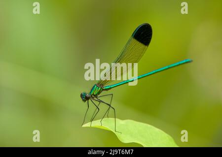 USA, Texas, Contea di Jasper. Maschio frizzante jewelwing damselfly su foglia. Foto Stock