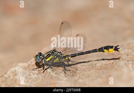 USA, Texas, Contea di Jasper. Banner maschio clubtail dragonfly su roccia. Foto Stock