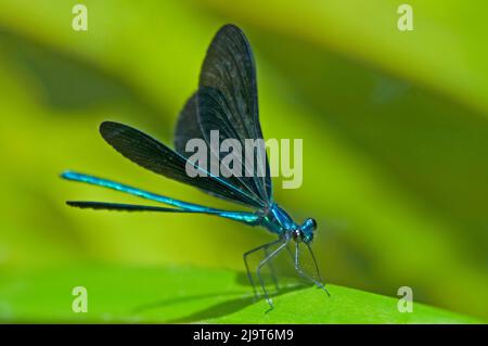 USA, Texas, Contea di Jasper. Maschio ebano jewelwing damselfly su un gambo di canna. Foto Stock