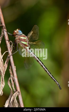 USA, Texas, Contea di Jasper. Maschio palude darner libellula sul ramo. Foto Stock