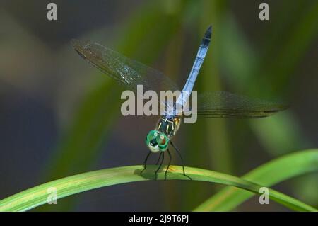 USA, Texas. Maschio blu dasher libellula. Foto Stock