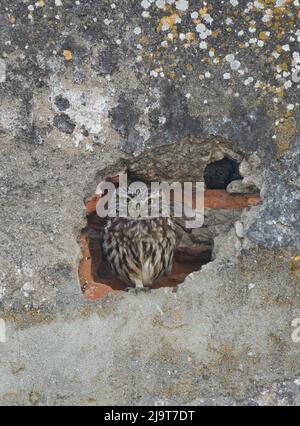 Piccolo gufo Noctua Athene che si stoppa in buca in muro di una casa abbandonata al crepuscolo nel sud Europa Foto Stock