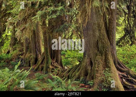 Alberi che crescono in linea retta su ceppo di infermiera, Hoh Rainforest, Olympic National Park, Washington state Foto Stock