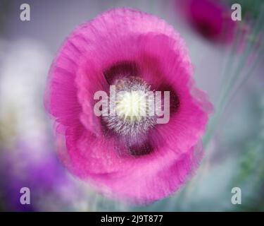 Stati Uniti, stato di Washington, Seabeck. Papavero rosa astratto. Foto Stock