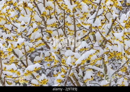 Stati Uniti, stato di Washington, Seabeck. Neve su nocciolo di strega. Foto Stock