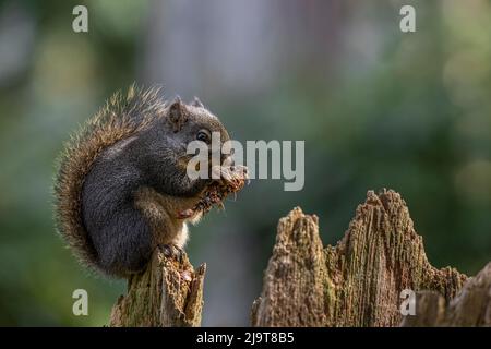 USA, Washington state, Bainbridge Island. Scoiattolo Douglas che mangia un cono di abete. Foto Stock