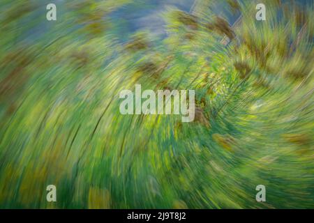 Stati Uniti, stato di Washington, Seabeck. Estratto di pianta di tansy. Foto Stock