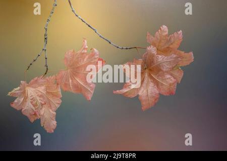 Stati Uniti, stato di Washington, Seabeck. Foglie di acero di vite sul ramo in autunno. Foto Stock