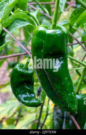 Issaquah, stato di Washington, Stati Uniti. Il poblano (Capsicum annuum) è un peperoncino dolce originario dello stato di Puebla, Messico. Asciugato, è chiamato Foto Stock