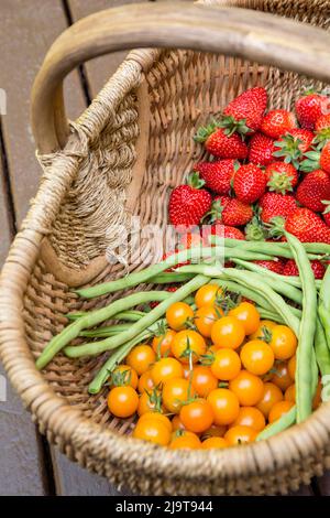 Issaquah, stato di Washington, Stati Uniti. Cestino di fragole sempreverdi appena raccolte, fagioli verdi di palo di Monto Cristo e pomodori ciliegia Sungold riposati Foto Stock