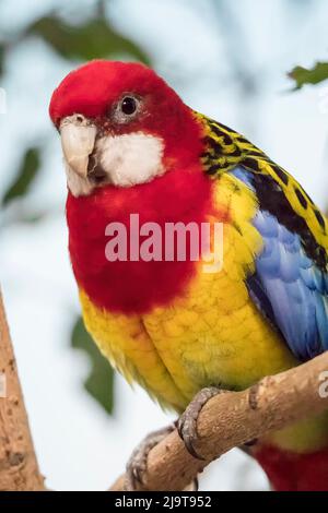 Seattle, stato di Washington, Stati Uniti. Rosella orientale è una rosella originaria del sud-est del continente australiano e della Tasmania. Captive a Woodland Park Foto Stock