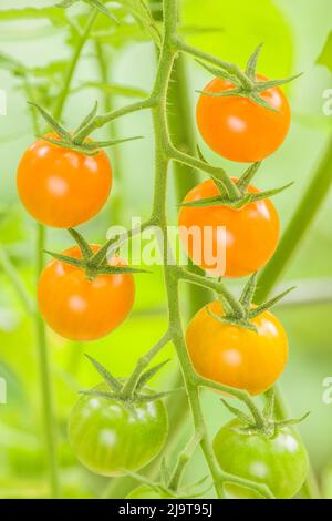 Issaquah, stato di Washington, Stati Uniti. Grappolo di pomodori ciliegia d'oro del sole che crescono sulla vite, in varie fasi di maturazione. Si tratta di una toma indeterminata Foto Stock