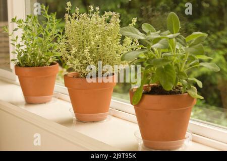 Issaquah, stato di Washington, Stati Uniti. Tre vasi d'argilla di erbe, da sinistra a destra: Oregano greco, Posie d'argento Thyme e Berggarten Sage, seduti su una finestra Foto Stock