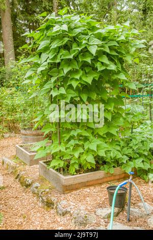 Issaquah, stato di Washington, Stati Uniti. Fagioli verdi del palo che crescono su un traliccio in un giardino rialzato del letto con un rubinetto del giardino e tubo in primo piano. Foto Stock