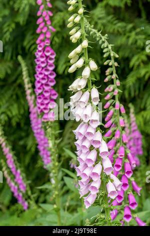 Issaquah, stato di Washington, Stati Uniti. Comune Foxglove (Digitalis purpurea) è un perenne o biennale, e ha punte di fiori tubolari. Foto Stock