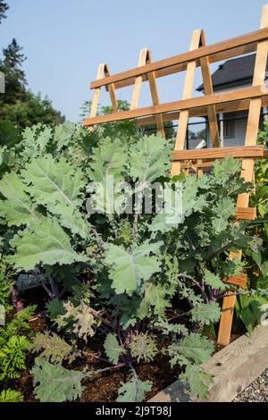 Issaquah, stato di Washington, Stati Uniti. Russo Kale rosso. Altri nomi comuni sono Russo-Siberian Kale, Ragged Jack, Canadian Broccoli Foto Stock