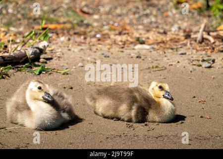 Issaquah, stato di Washington, Stati Uniti. Canada Goose gosling prendere il sole sulle rive del lago Sammamish nel Lake Sammamish state Park. Foto Stock