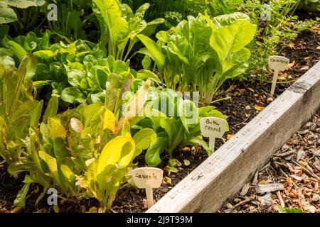 Issaquah, stato di Washington, Stati Uniti. Rucola, lattuga di Buttercrunch, verdini e carote che crescono in un giardino rialzato. Foto Stock