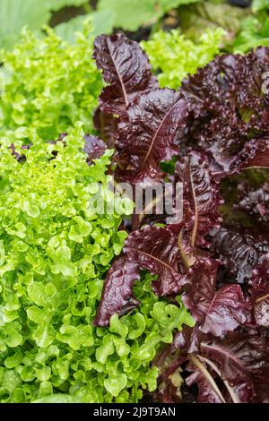 Issaquah, stato di Washington, Stati Uniti. Due tipi di lattuga looseleaf, ciotola di insalata e Merlot, che crescono insieme in un giardino. Foto Stock