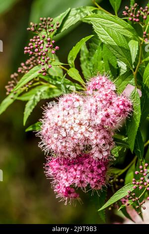 Issaquah, stato di Washington, Stati Uniti. La piccola principessa Spirea fiorisce a metà-fine estate su un tumulo denso. Foto Stock