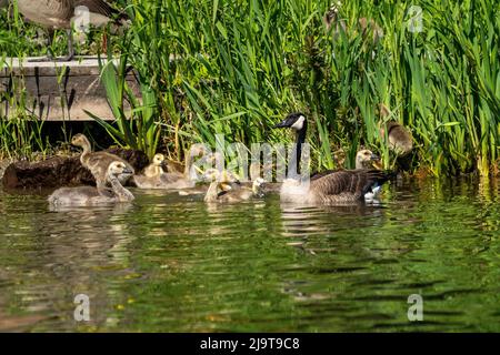 Issaquah, stato di Washington, Stati Uniti. Canada Goose e le sue slings nuotare nel Lake Sammamish state Park. Foto Stock
