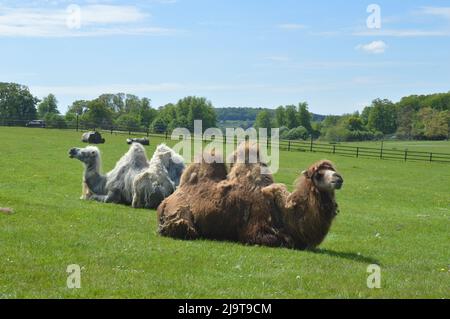 Gruppo di cammelli seduti all'esterno in campo erboso Foto Stock