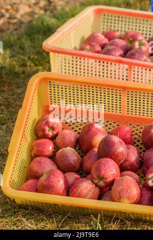 Garofano, stato di Washington, Stati Uniti. Bidoni di mele appena lavate, appena raccolte, rosse deliziose. Foto Stock