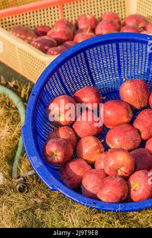 Garofano, stato di Washington, Stati Uniti. Bidoni di mele appena lavate, appena raccolte, rosse deliziose. Foto Stock