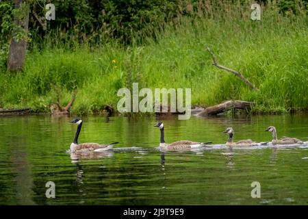 Issaquah, stato di Washington, Stati Uniti. Oche canadesi per adulti e giovani nel Lake Sammamish state Park. Foto Stock