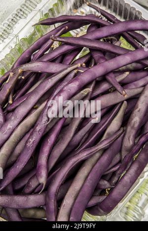 Bellevue, stato di Washington, Stati Uniti. Fagioli di palo senza filari con Podstringless viola appena raccolti Foto Stock