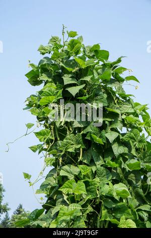 Issaquah, stato di Washington, Stati Uniti. Fagioli verdi del palo che crescono in abbondanza su un trellis. Foto Stock