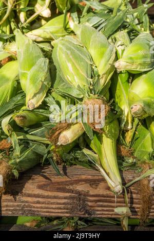 Issaquah, stato di Washington, Stati Uniti. Stack di mais dolce in vendita presso un mercato agricolo Foto Stock