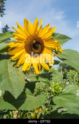 Issaquah, stato di Washington, Stati Uniti. Miele che impollinano un girasole in una giornata di sole Foto Stock