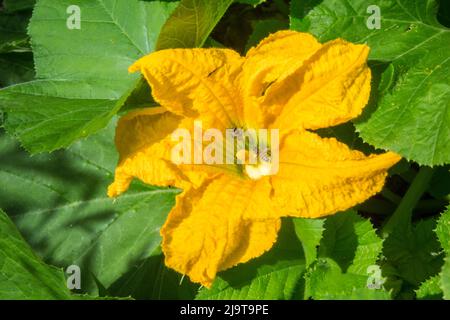 Issaquah, stato di Washington, Stati Uniti. Le api da miele impollinano un fiore di zucca Foto Stock