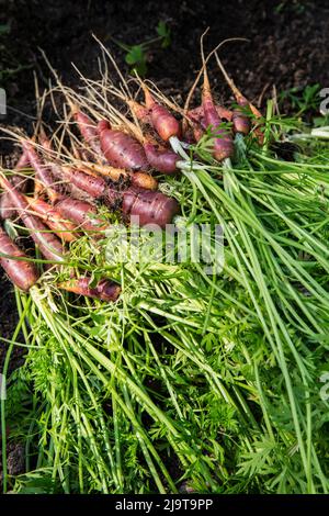 Bellevue, stato di Washington, Stati Uniti. Carote purple Haze appena raccolte. Foto Stock