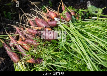 Bellevue, stato di Washington, Stati Uniti. Carote purple Haze appena raccolte. Foto Stock