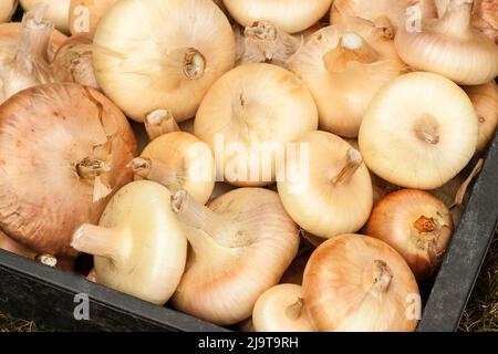 Garofano, stato di Washington, Stati Uniti. Cipolle Cipollini appena raccolte. Foto Stock