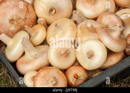 Garofano, stato di Washington, Stati Uniti. Cipolle Cipollini appena raccolte. Foto Stock