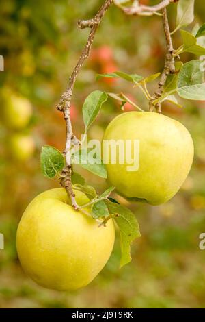 Wenatchee, stato di Washington, Stati Uniti. Golden deliziose mele sull'albero Foto Stock