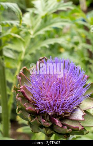 Bellevue, stato di Washington, Stati Uniti. Carciofo in fiore. Foto Stock