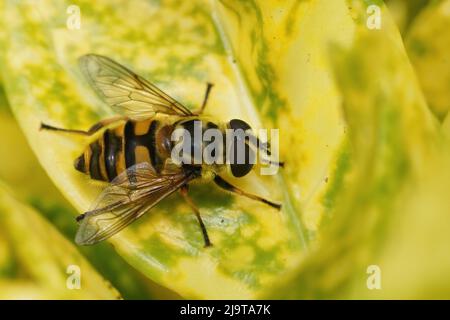 Closeup morbido e dettagliato su una fresca hoverfly deadhead emersa, Myathropa florea, seduta su una foglia gialla nel giardino Foto Stock