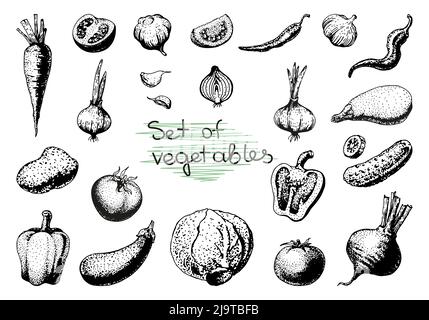 Insieme di verdure di schizzo disegnate a mano vettoriale. Eco Foods.Vector illustrazione. Illustrazione Vettoriale